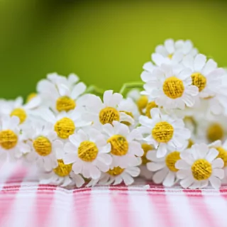 Witte madeliefjes met een gele binnenkant liggen op een rood en wit geblokt tafekleed