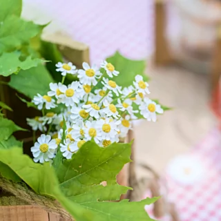 Gele en witte madeliefjes zitten in een houten bak gevuld met groene bladeren