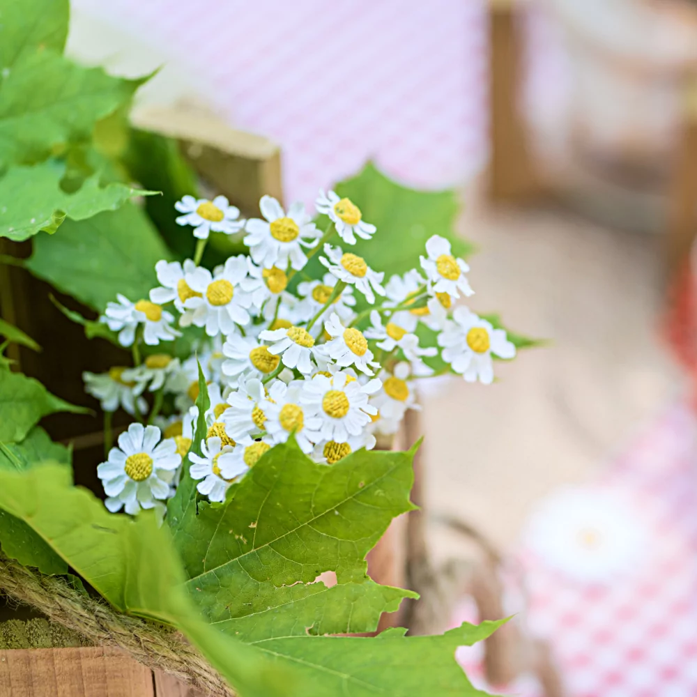 Gele en witte madeliefjes zitten in een houten bak gevuld met groene bladeren
