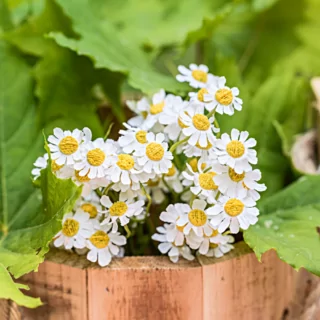 Gele en witte madeliefjes zitten in een houten bak gevuld met groene bladeren