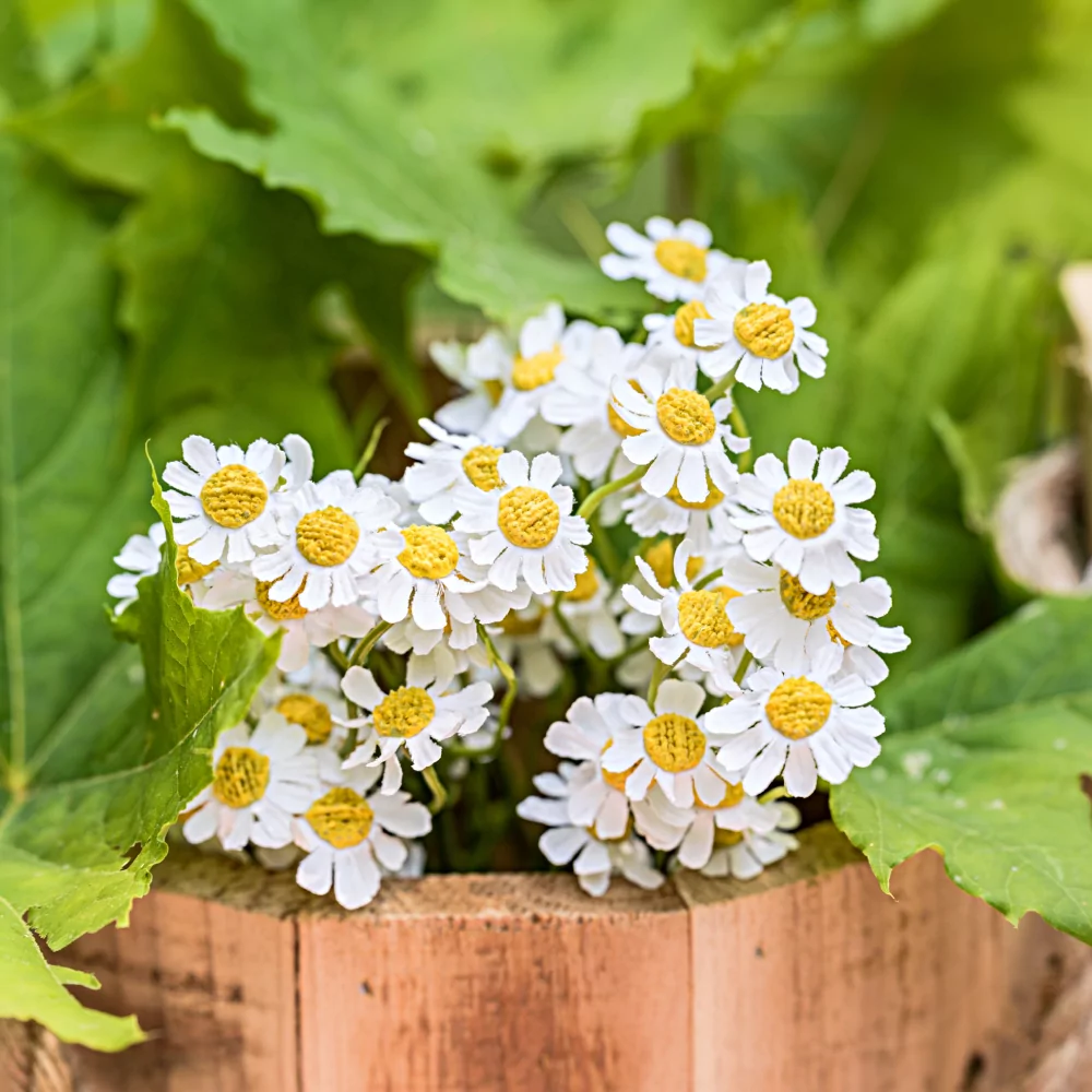 Gele en witte madeliefjes zitten in een houten bak gevuld met groene bladeren